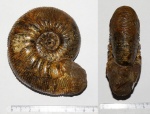 Kepplerites