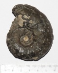 Aspidoceras