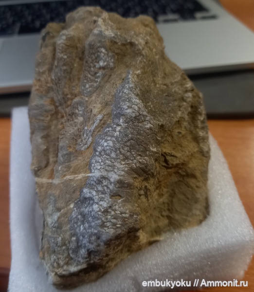 девон, Devonian, coelenterata, верхнебалахонская свита, Цистифиллиды, cystiphylidae
