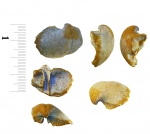 Брахиопода.Сноristites mosquensis.