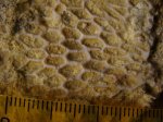 Мшанка Goniocladia subpulchra