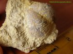 Tubersulculus pseudoaculeatus