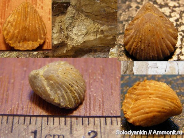 карбон, Гжель, Hustedia, brachiopoda, Hustedia pseudocardium, Athyridida, Articulata, Rhynchonellata, rhynchonelliformea