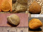 Брахиопода Hustedia pseudocardium Nik