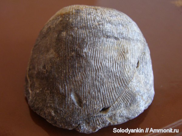 карбон, Урал, р. Реж, визе, brachiopoda, Ovatia, Productida, Articulata, rhynchonelliformea, Strophomenata