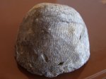 Ovatia sp.
