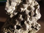 Силурские брахиоподы Camarotoechia