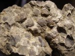 Силурские брахиоподы Camarotoechia