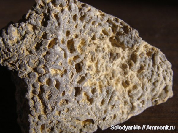 силур, силурийский период, Silurian, Урал, Михайловск, табуляты, Tabulata