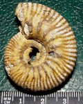 Eboraciceras sp.
