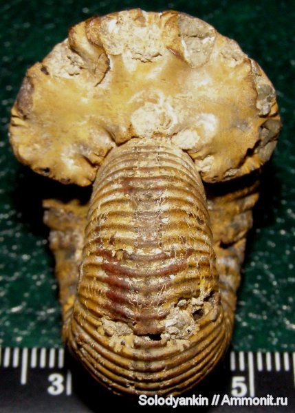 аммониты, Дубки, Eboraciceras, Ammonites