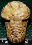 Eboraciceras