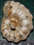 Образец 4 (Kosmoceras)