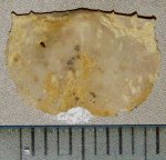 Брахиопода Lissochonetes geinitzianus Waag.