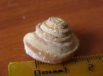 Omphalotrochus canaliculatus