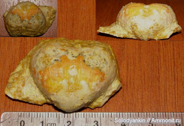 Гжель, Chaoiella, Productida, Articulata, rhynchonelliformea, Strophomenata