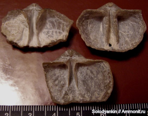 карбон, Голутвин, Choristites, зубные пластины, Spiriferida, Articulata, Rhynchonellata, rhynchonelliformea