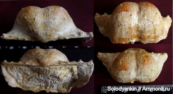 Гжель, Chaoiella, Productida, Articulata, rhynchonelliformea, Strophomenata