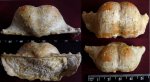 Chaoiella sp
