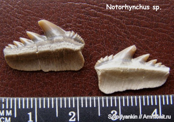 палеоген, акулы, Казахстан, зубы акул, Мангышлак, Notorhynchus, бартон, Hexanchiformes, shark teeth, sharks