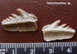 Notorhynchus sp.