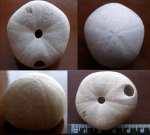 Неправильный челюстной морской еж Conulus