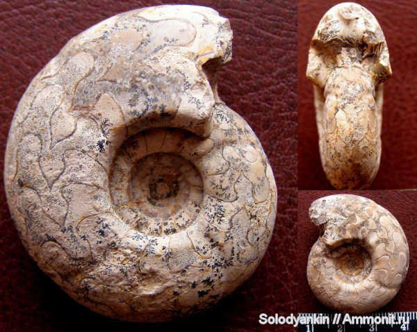 аммониты, пермь, Uraloceras, Goniatitida, артинский ярус, Ammonites, Permian