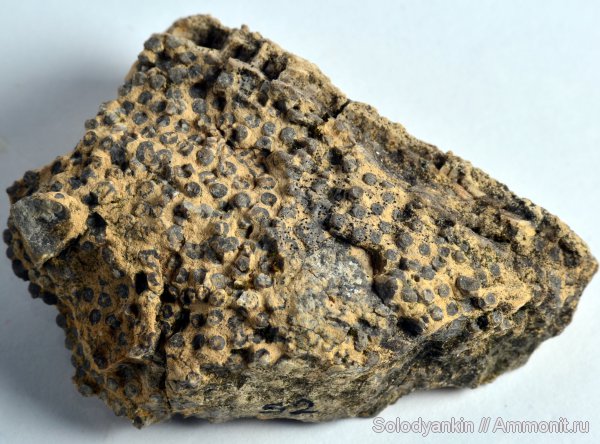 силур, силурийский период, Silurian, Урал, Михайловск, табуляты, Tabulata