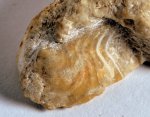 Двустворка Annuliconcha concentrica (Janischewskyi)