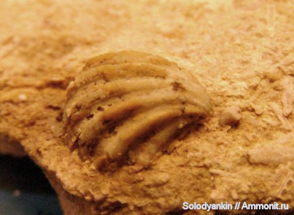 карбон, Гжель, Hustedia, brachiopoda, Hustedia remota, Athyridida, Articulata