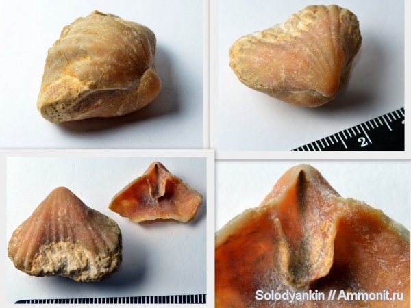 брахиоподы, Гжель, Stenoscisma gjelis, Stenoscisma, зубные пластины, Rhynchonellida, Articulata, Rhynchonellata, rhynchonelliformea
