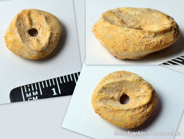 морские лилии, карбон, Platyplateum, Подольск, Platyplateium