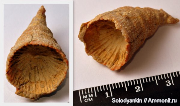 карбон, кораллы, Гжель, Pseudobradyphyllum, ругозы