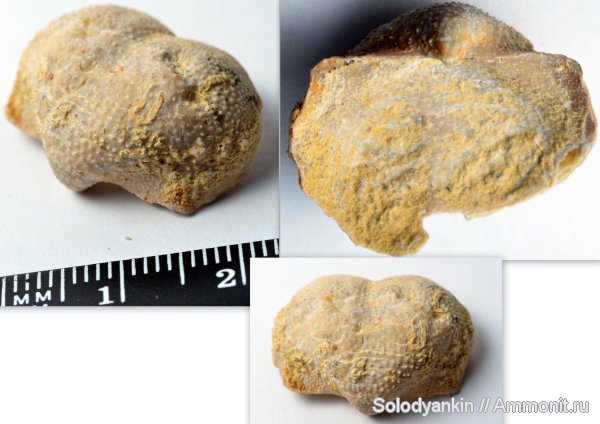 брахиоподы, Гжель, Tubersulculus pseudoaculeatus, tubersulculus, Productida, Articulata, rhynchonelliformea, Strophomenata