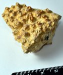 Aulopora macrostoma