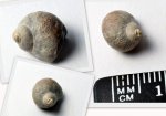 Гастроподка Trachydomya sp.