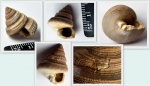 Гастропода Bathrotomaria muensteri (Roemer, 1839)
