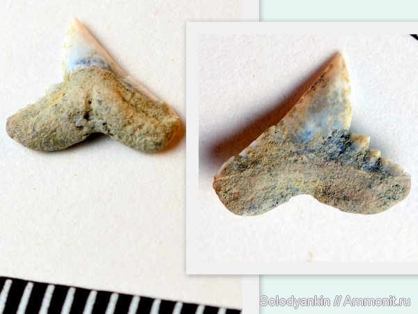 зубы, эоцен, акулы, Chondrichthyes, Elasmobranchii, Зауралье, Galeorhinus, teeth, sharks