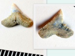 Акулий зубец Galeorhinus sp.