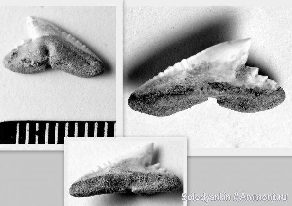 зубы, эоцен, акулы, Chondrichthyes, Elasmobranchii, Зауралье, Galeorhinus, Physogaleus, teeth, sharks