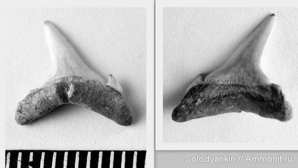 зубы, эоцен, акулы, Chondrichthyes, Elasmobranchii, Зауралье, teeth, sharks