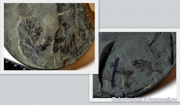 Флора, кордаиты, Cordaites, Pecopteris, Кунгур