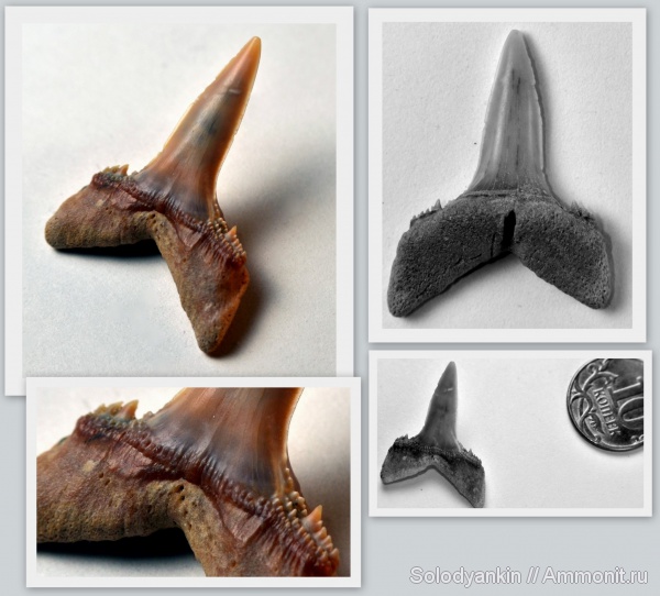 зубы, хрящевые рыбы, акулы, альб, Chondrichthyes, Elasmobranchii, Lamniformes, Odontaspididae, Hispidaspis lasuri, Hispidaspis, альбский ярус, Albian, teeth, sharks