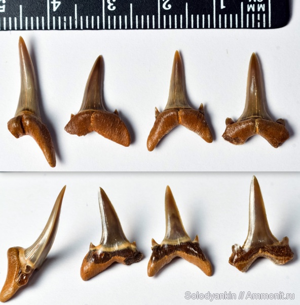 зубы, хрящевые рыбы, эоцен, акулы, Chondrichthyes, Мангышлак, Elasmobranchii, бартон, Turania, teeth, sharks