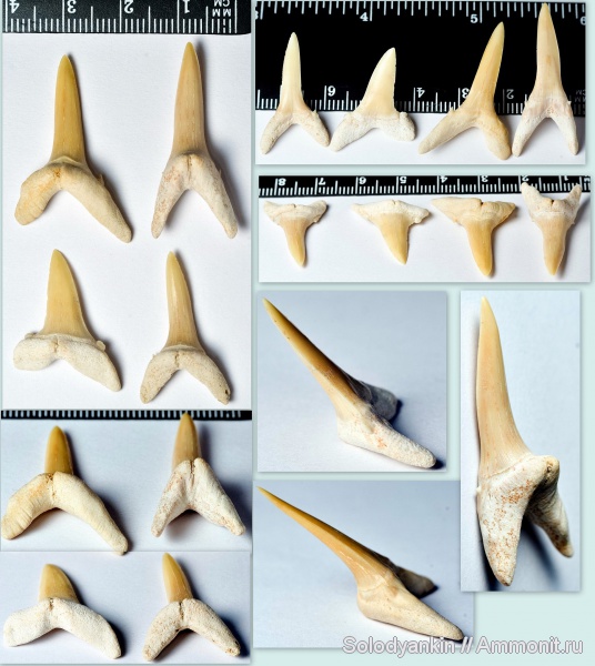 хрящевые рыбы, эоцен, акулы, зубы акул, Striatolamia, Striatolamia macrota, Lamniformes, Odontaspididae, ипр, ипрский ярус, shark teeth, sharks