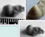брахиопода рода Echinoconchus