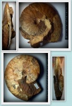 аммонит Cleoniceras mangyshlakensis