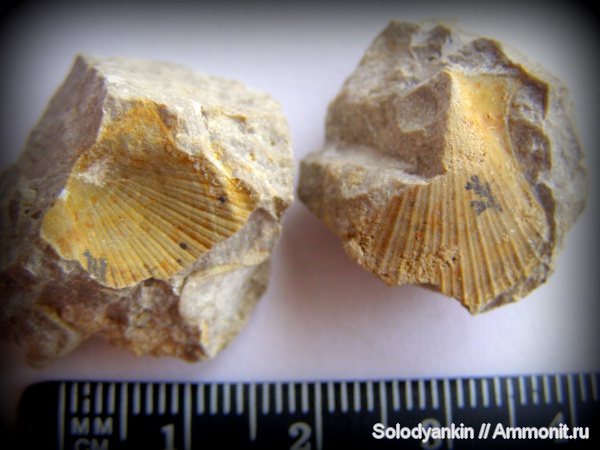 моллюски, карбон, двустворки, Урал, гребешки, Aviculopecten, Aviculopectinidae, Pectinida