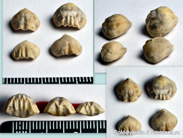 карбон, Урал, Rhynchonellida, серпуховский ярус, башкирский ярус, Rhynchonellata, rhynchonelliformea