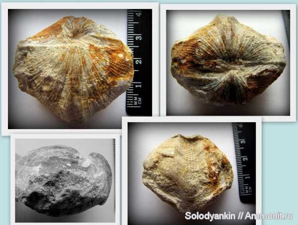 брахиоподы, карбон, Neospirifer, Spiriferida, Tegulispirifer tegulatus, Tegulispirifer, Trigonotretidae, Rhynchonellata, rhynchonelliformea